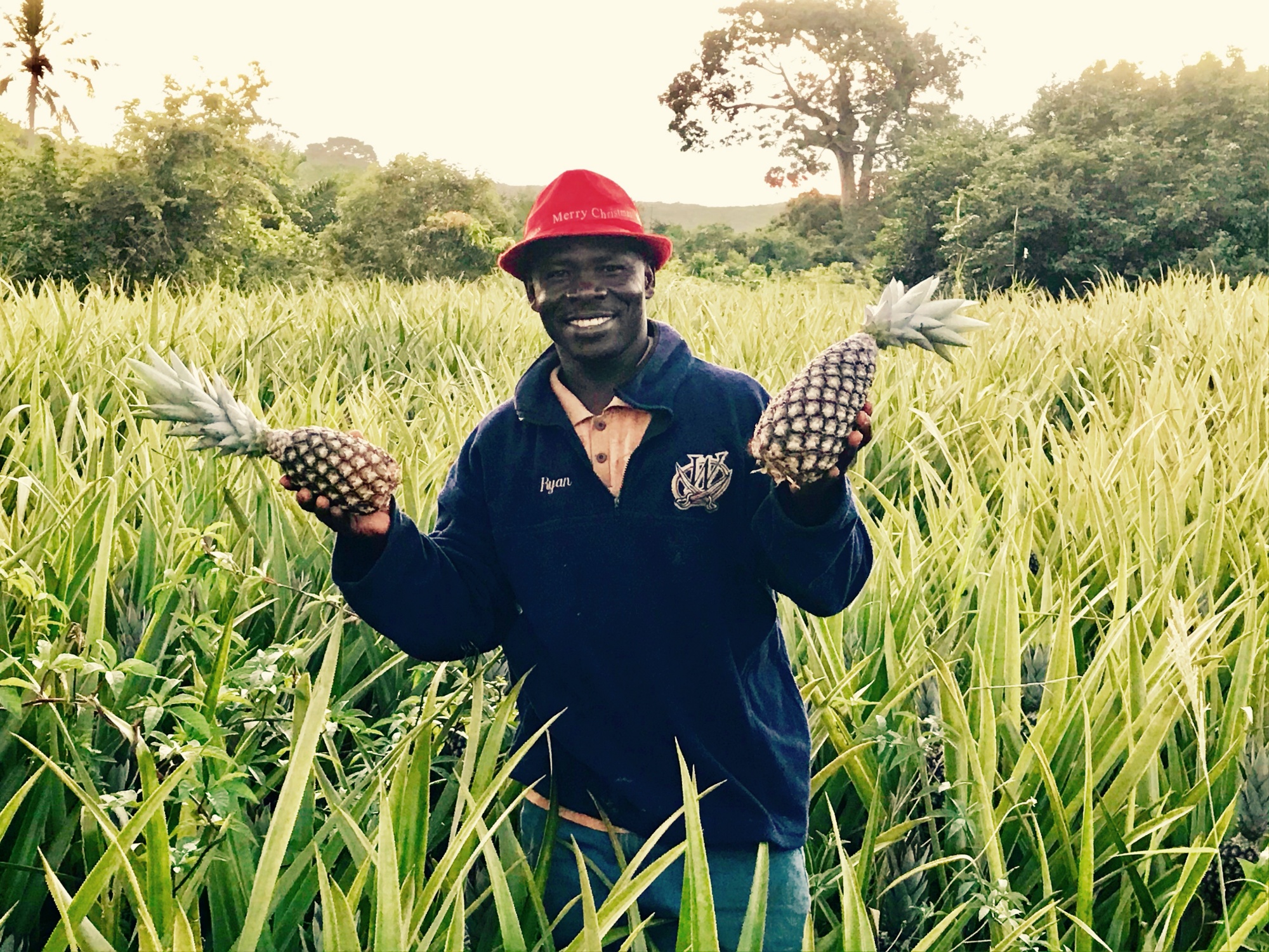 Albert Heijn treft schikking met Ghanese ananasboer na onrechtmatig gebruik van zijn beeltenis